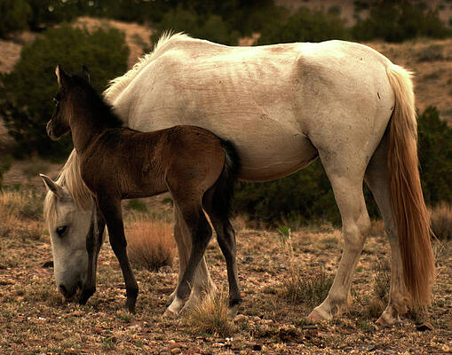 Wall Art - Photograph - Placitas 3 by Catherine Sobredo