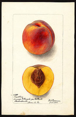 Plant Cling Variety Of Peaches Print by Deborah Griscom Passmore