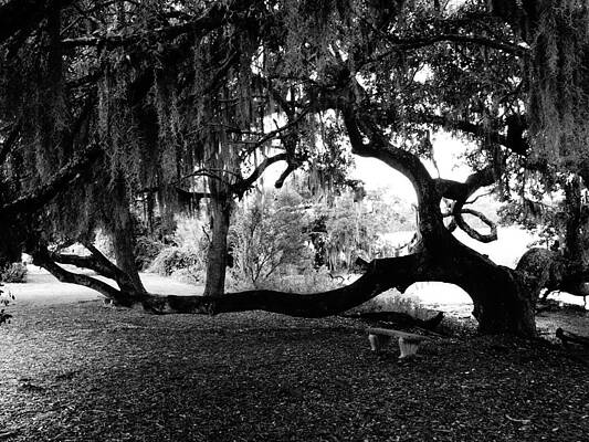 Wall Art - Photograph - Plantation Oak by FineArtRoyal Joshua Mimbs