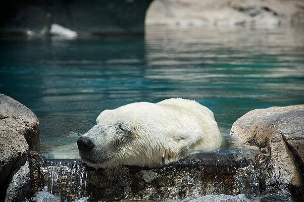 Wall Art featuring the photograph Polar Bear Bliss by Mary Lee Dereske