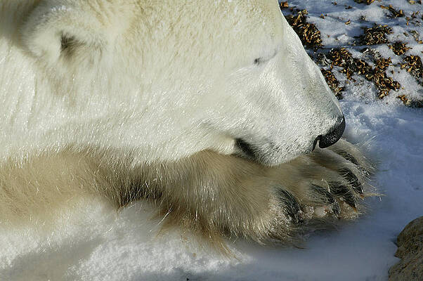 Polar Bear close up by Ralph Fahringer Polar Bear close up by Ralph Fahringer