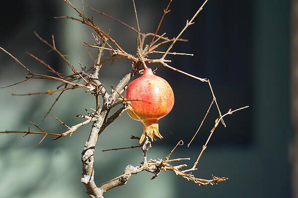 Pomegranate by Yuri Tomashevi Pomegranate by Yuri Tomashevi