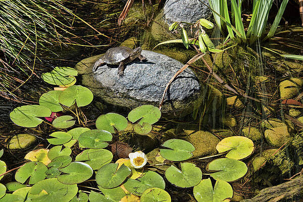 Pond Turtle and Water Lilies by Kenneth Roberts Pond Turtle and Water Lilies by Kenneth Roberts