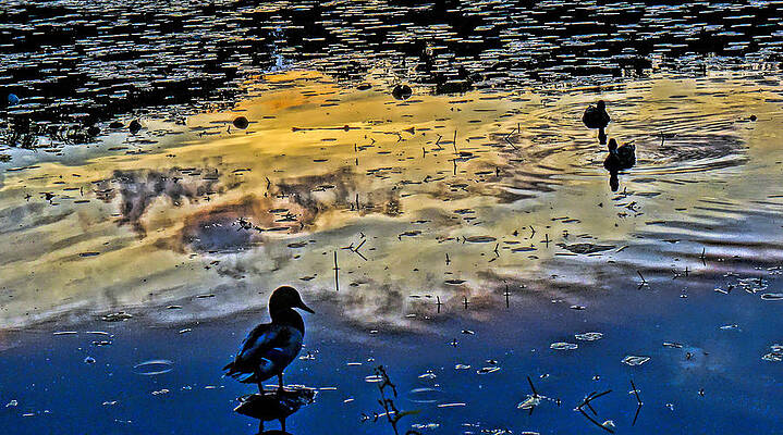 Pondscape by Jeffrey Friedkin Pondscape by Jeffrey Friedkin