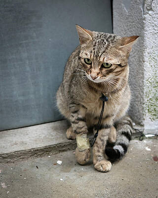  Photograph - Poor looking injured cat sitting in front of a door by Stefan Rotter
