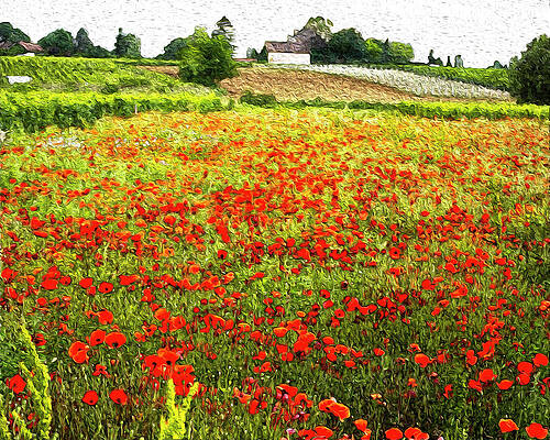 Wine Country Poppies by Susan Allen