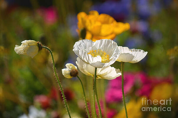 Poppies in the Spring by Deb Halloran Poppies in the Spring by Deb Halloran