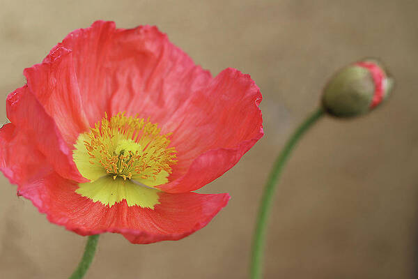 Poppy Bloom and Bud by Vanessa Thomas Poppy Bloom and Bud by Vanessa Thomas