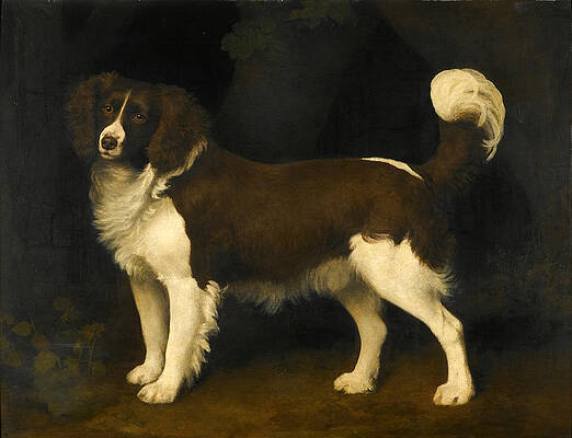 Portrait of a dark brown and white Newfoundland Spaniel Print by George Stubbs
