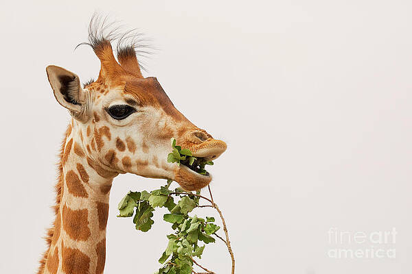 Portrait of a Rothschild Giraffe III by Nick Biemans Portrait of a Rothschild Giraffe III by Nick Biemans