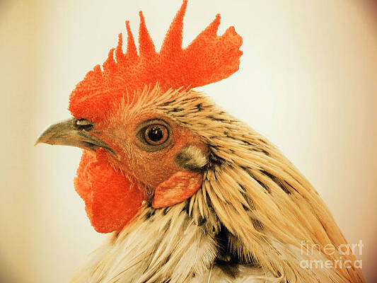 Wall Art - Photograph - Portrait Of A Wild Rooster by Jan Gelders
