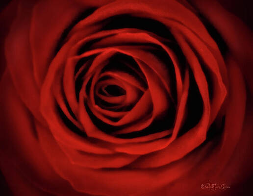 Portrait of the Red Rose  by Deana Roberts