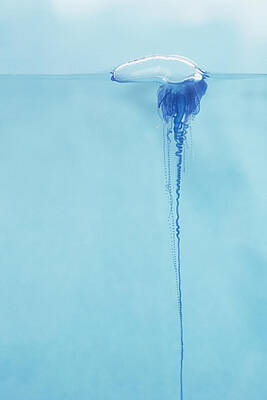 Wall Art - Photograph - Portugese Man o War by Dave Fleetham - Printscapes