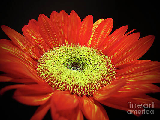 Prado Red Sunflower by Kelly Holm Prado Red Sunflower by Kelly Holm