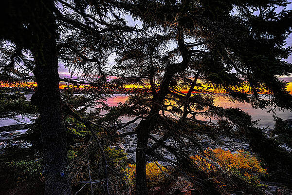 Predawn Tapestry At Acadia by MARTY SACCONE Predawn Tapestry At Acadia by MARTY SACCONE
