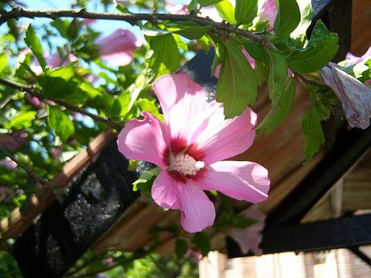 Pretty in Pink by Carole Hutchison Pretty in Pink by Carole Hutchison