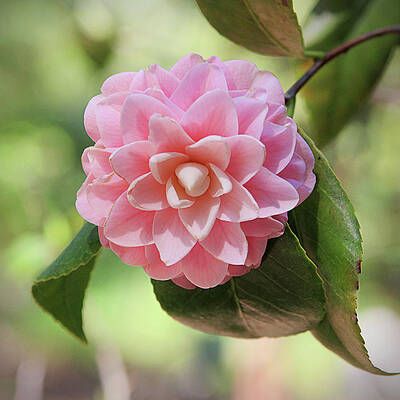 Wall Art - Photograph - Pretty Pink Camellia 2- Photography by Linda Woods by Linda Woods