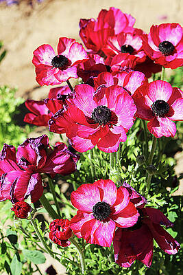 Pretty Pink Petals by Susan Campbell Pretty Pink Petals by Susan Campbell
