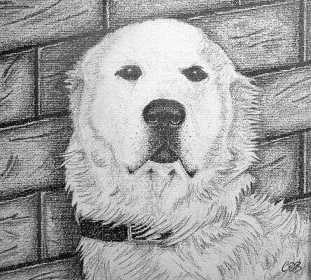 Dog Breed Drawings (Page #5 of 13) | Fine Art America
