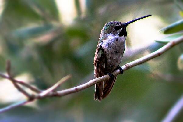 profile of hummingbird by Katie Soper profile of hummingbird by Katie Soper