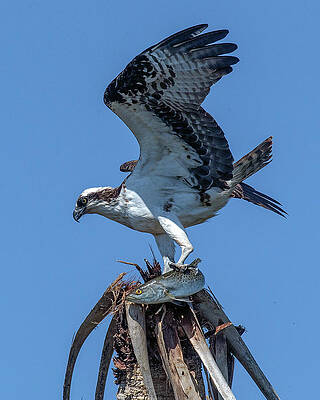 Proud Osprey With Trout by KenDidIt Photography Proud Osprey With Trout by KenDidIt Photography
