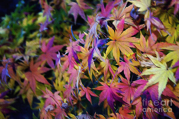 Wall Art - Photograph - Psychedelic Maple by Kaye Menner