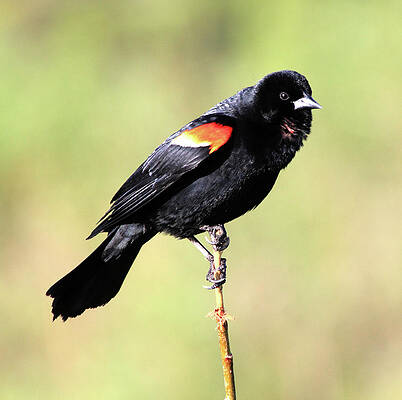 Puffed Throat by Shane Bechler Puffed Throat by Shane Bechler