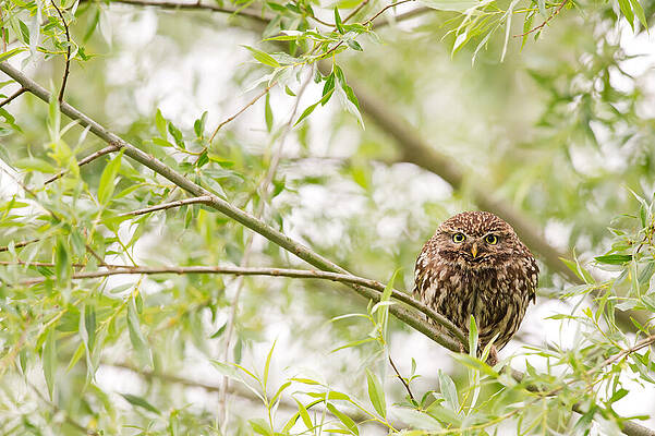 Wall Art - Photograph - Puffed up Little Owl in a Willow Tree by Roeselien Raimond