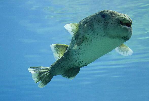 Puffer Fish by Monique Grant
