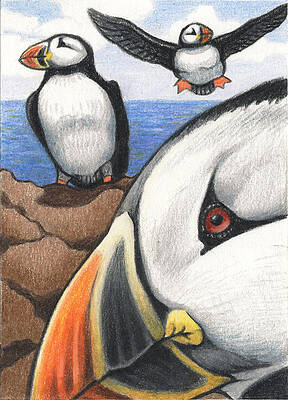 Puffins Drawings Fine Art America The large plate explains the construction of an ellipse. puffins drawings fine art america