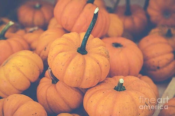 Pile o' Pumpkins by Eleanor Abramson Pile o' Pumpkins by Eleanor Abramson