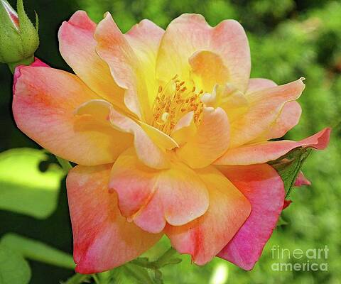 Pure Perfection - Joseph's Coat of Many Colors by Cindy Treger Pure Perfection - Joseph's Coat of Many Colors by Cindy Treger