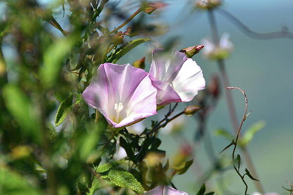 Purple Clarkia by Paul Schneider