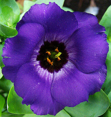 Wall Art - Photograph - Purple Flower 1 by Todd Zabel
