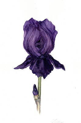 Purple iris. by Susan Tilley