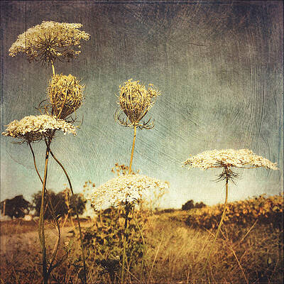 Wall Art - Photograph - Queen Anne's Lace Vintage by Melissa D Johnston