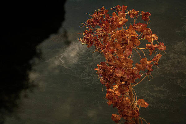 Wall Art - Photograph - Queen Of The Nile by Pranamera Prints