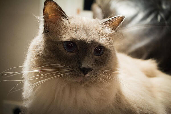 Ragdoll Cat by Steve McMillan