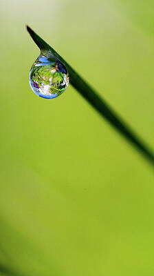 Wall Art - Photograph - Rain Drop Reflection by Crystal Wightman