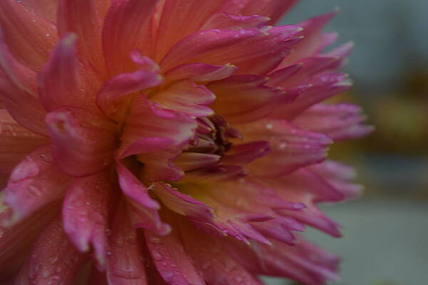 Rain Drops by Jessica Weist