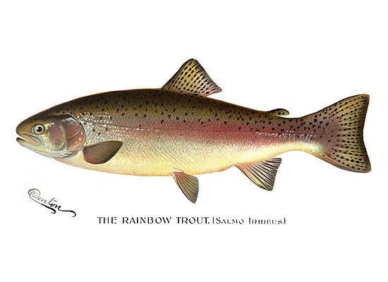 Spin Trout by Mark Jennings