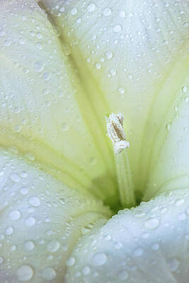 Wall Art - Photograph - Raindrops on Datura by Alexander Kunz