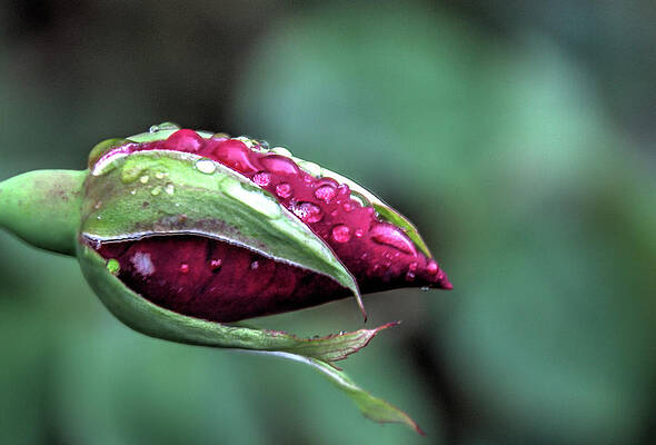Raindrops on Roses by Nadine Berg