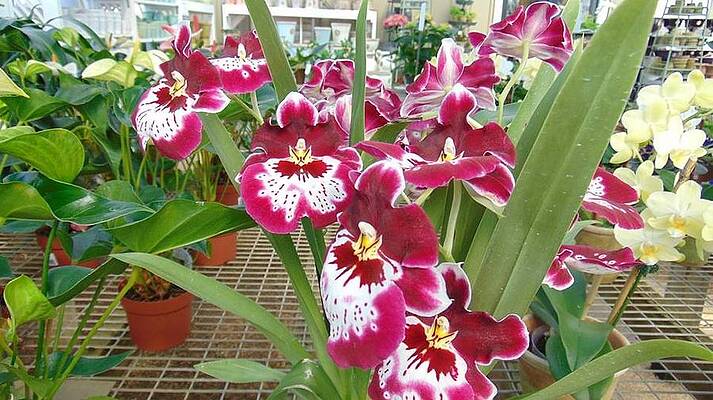 Rare Orchids Photograph By Charlotte Gray