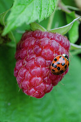 Raspberry bug by Cyrus Bradley