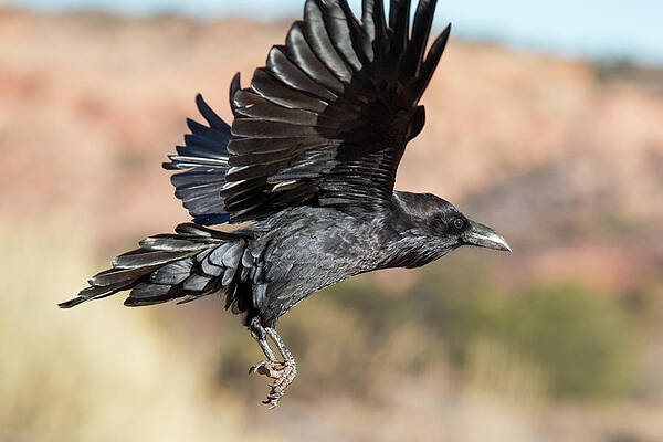 Raven at Island in the Sky by Allen Lefever Raven at Island in the Sky by Allen Lefever