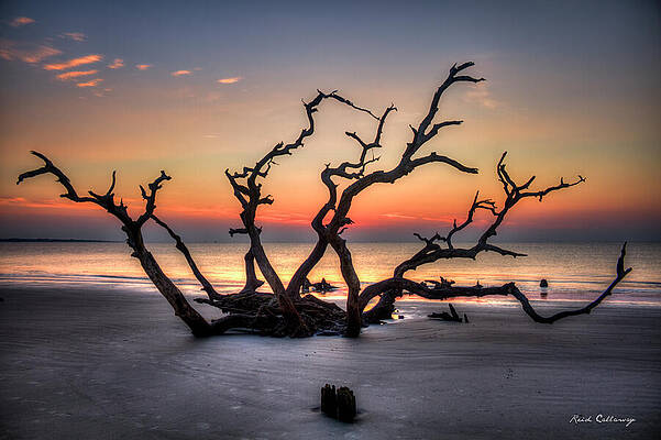 Reaching Driftwood Beach Sunrise Jekyll Island Georgia Art by Reid Callaway Reaching Driftwood Beach Sunrise Jekyll Island Georgia Art by Reid Callaway