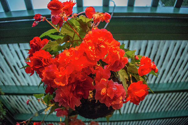 Red begonia hanging planter at dusk by Michael Bessler Red begonia hanging planter at dusk by Michael Bessler
