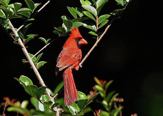 Wall Art - Photograph - Red Bird by Ronnie And Frances Howard