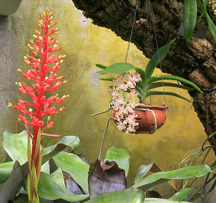 Red Bromeliad with Hanging Orchids by Stephen Mack